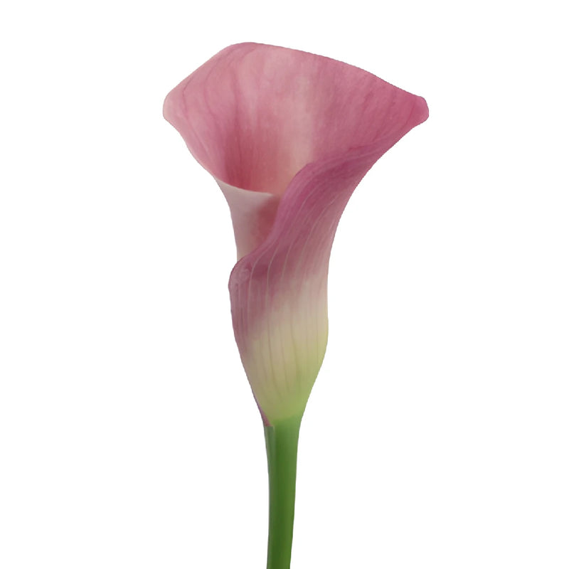 Dusty Rose Mini Calla Lily Flower