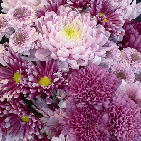 Pink Passion Mix Close Up - Image