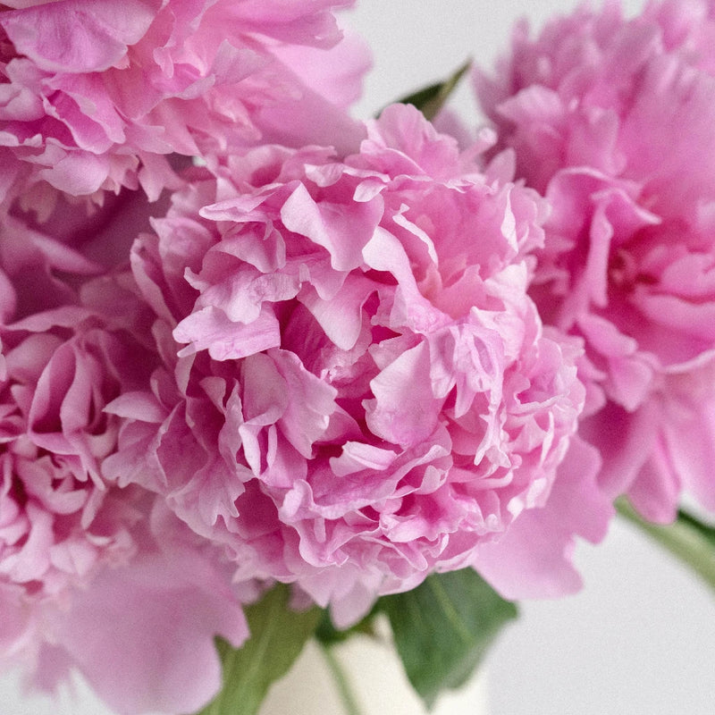 Pink Peony Close Up - Image