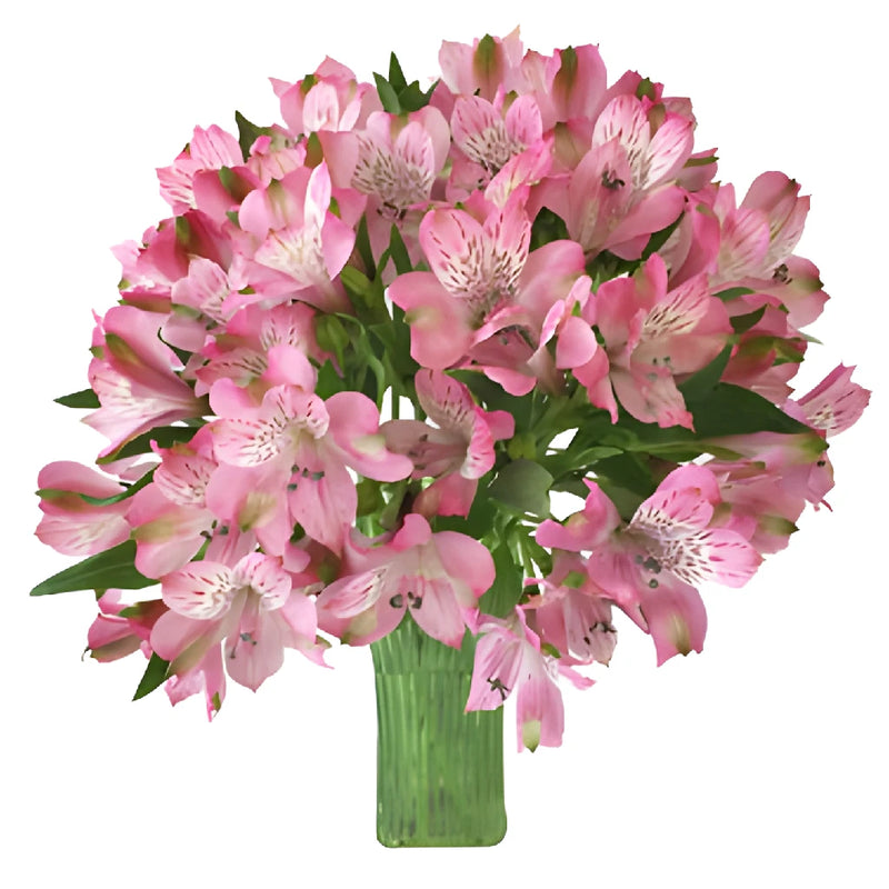 Pink Peruvian Lily Alstroemeria Flowers in a Bunch