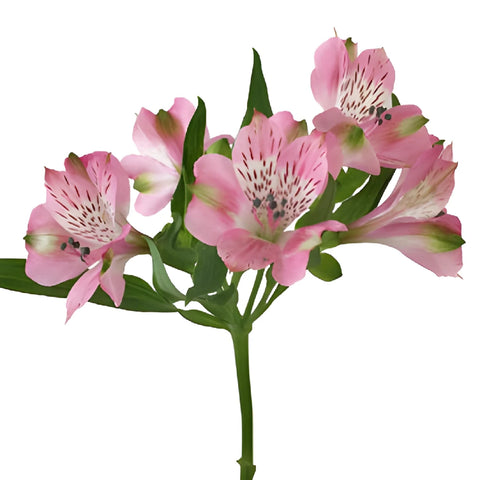 Pink Peruvian Lily Alstroemeria Flowers Stem View