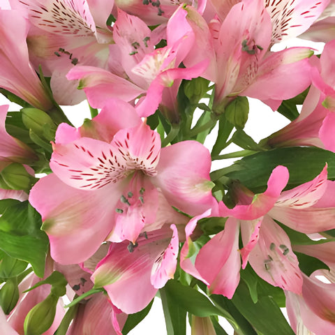 Pink Peruvian Lily Alstroemeria Flowers Up Close