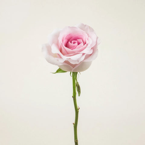 Pink Porcelain Rose Stem