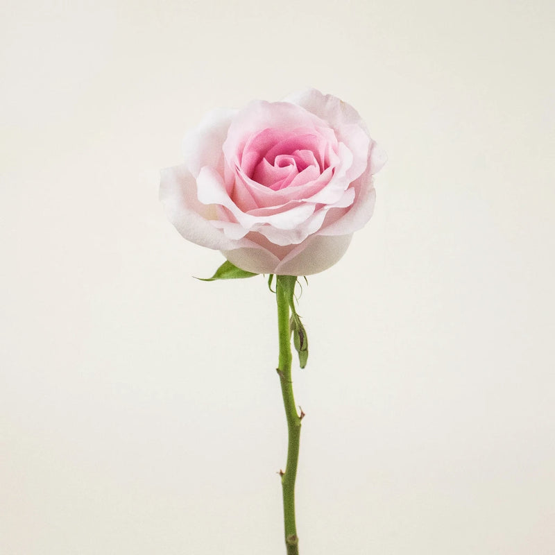 Pink Porcelain Rose Stem