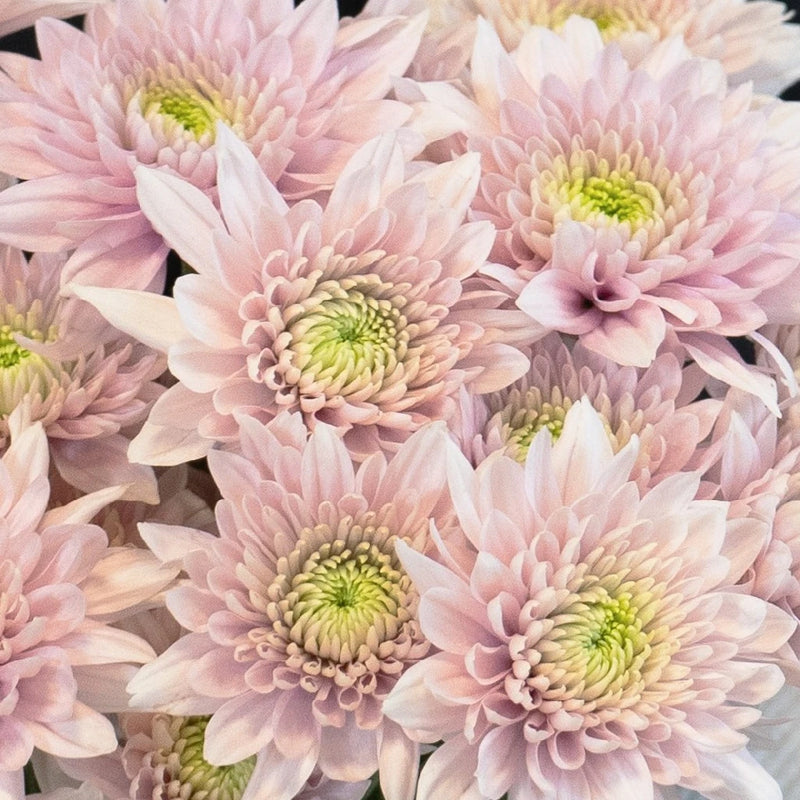 Pink Proposal Cushion Flower Close Up - Image