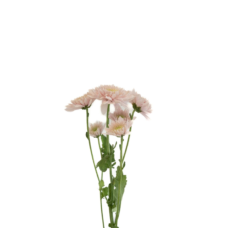 Pink Proposal Cushion Flower Stem - Image