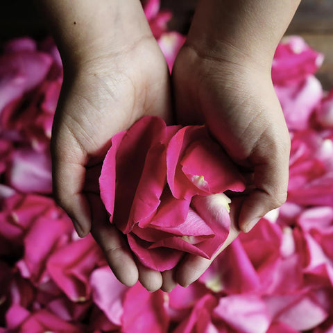 Purple Rose Petals Wholesale