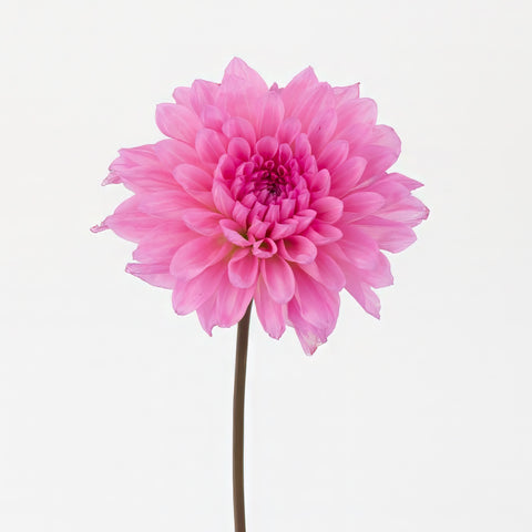 Pink Quartz Dahlia Flower Other - Image