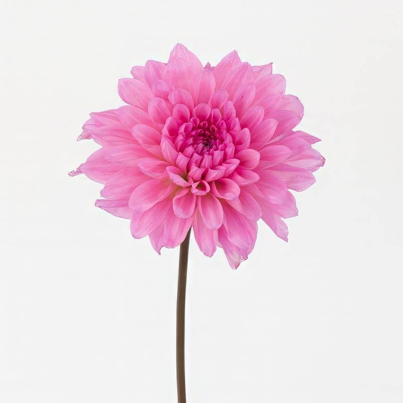 Pink Quartz Dahlia Flower Other - Image