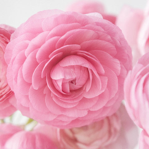 Pink Ranunculus Fresh Cut Flower Close Up - Image