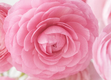 Pink Ranunculus Fresh Cut Flower Close Up - Image