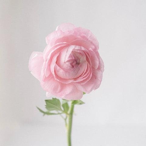 Pink Ranunculus Fresh Cut Flower Stem - Image