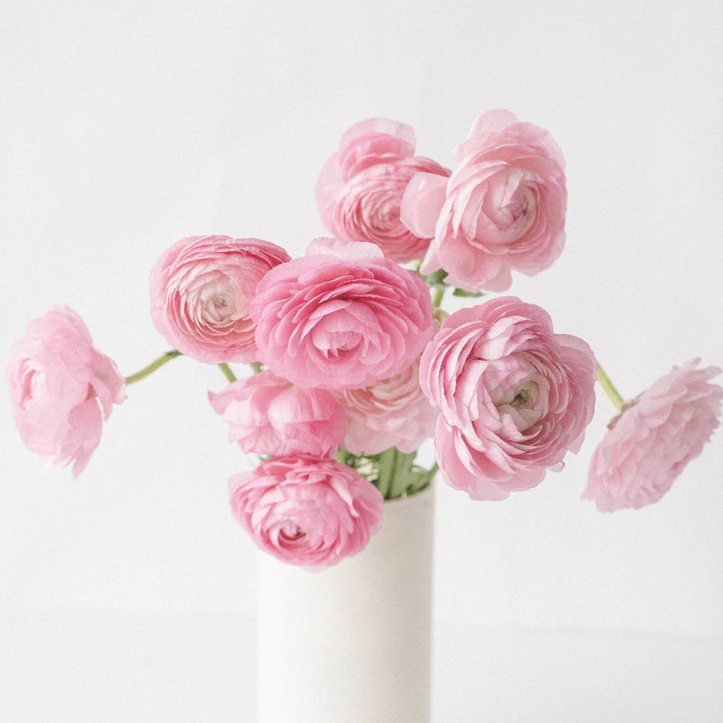 Pink Ranunculus Fresh Cut Flower Vase - Image
