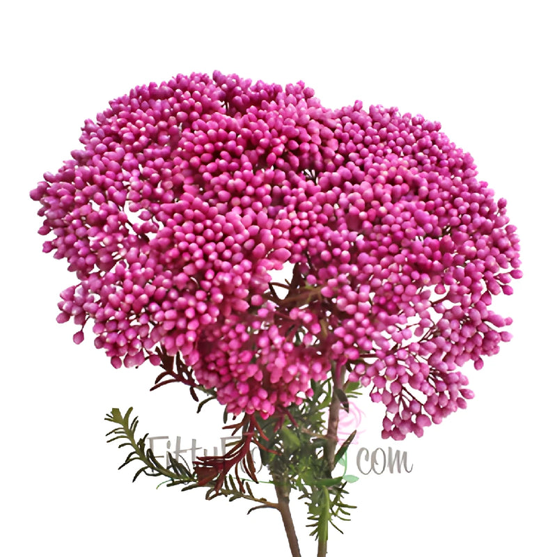 Pink Tinted Rice Flower