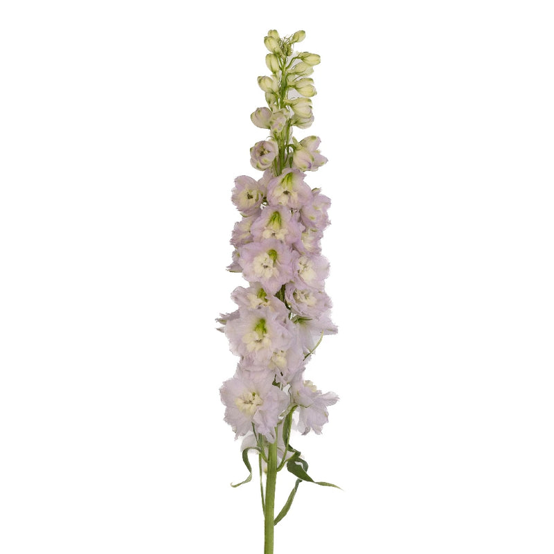 Pink River Designer Delphinium Flower Stem - Image