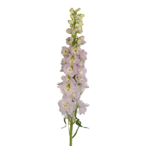Pink River Designer Delphinium Flower Stem - Image