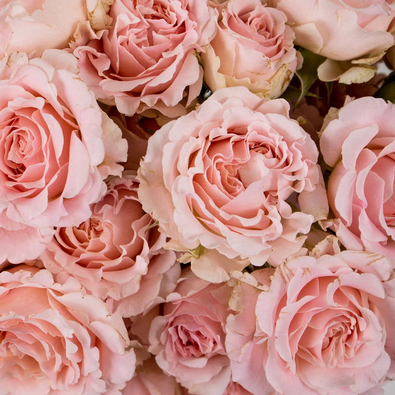 Pink Rosever Spray Garden Rose Flower Up Close