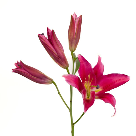 Pink Scented Oriental Lily Flower Stem - Image