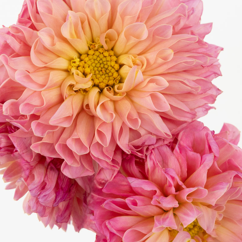 Pink Sherbet Dahlia Flower Close Up - Image