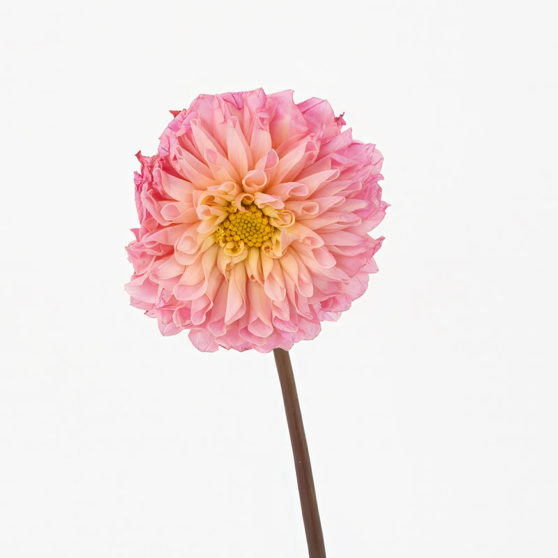 Pink Sherbet Dahlia Flower Stem - Image