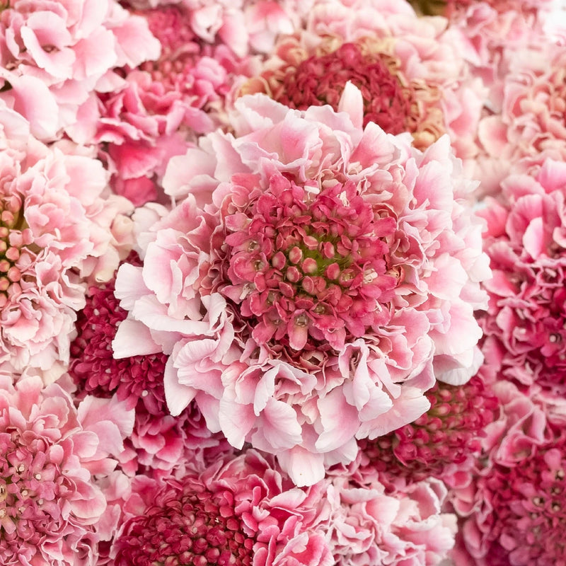 Pink Sherbet Scabiosa Flower Close Up - Image