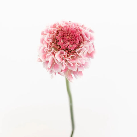 Pink Sherbet Scabiosa Flower Stem - Image