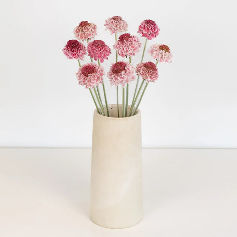 Pink Sherbet Scabiosa Flower Vase - Image