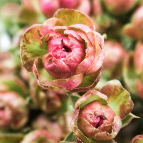 Buy Wholesale Japanese Wild Radish Spray Rose in Bulk - FiftyFlowers