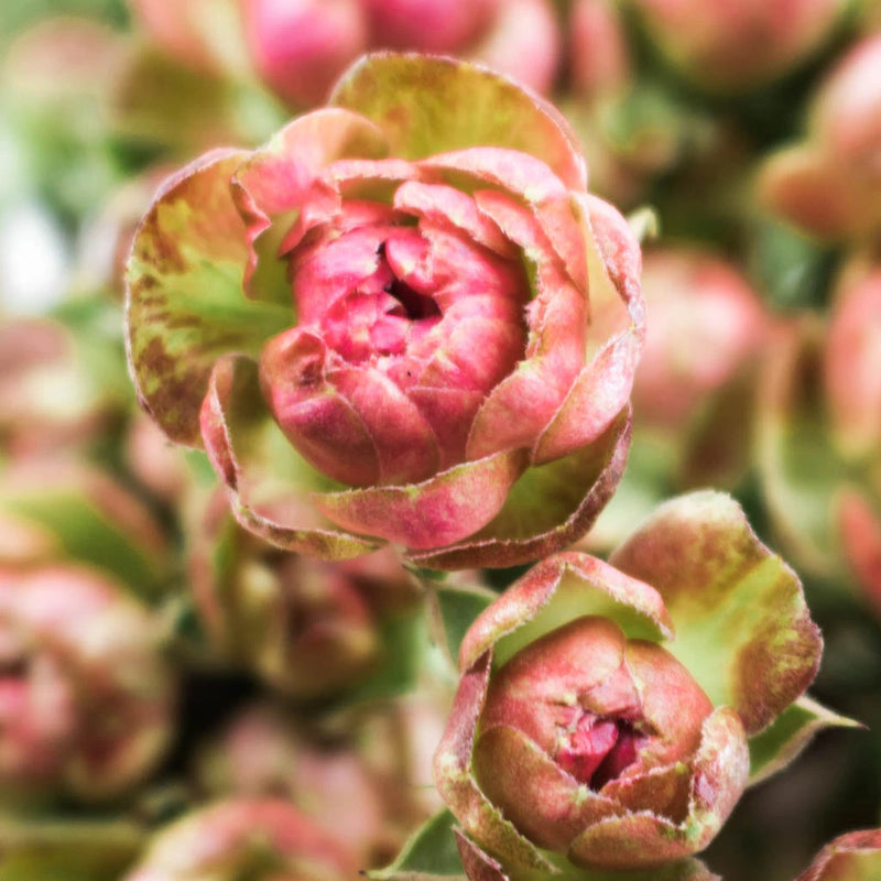Pink Spray Rose Flower Up Close