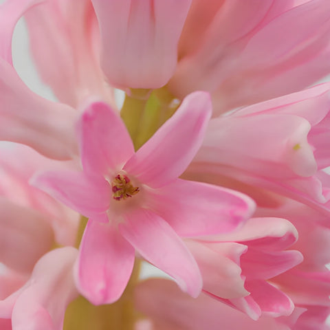 Light Pink Hyacinth Flowers
