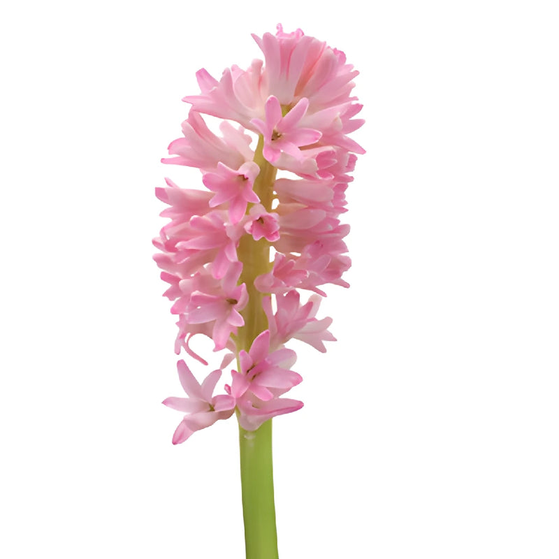 Light Pink Hyacinth Flowers