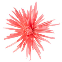 Pink Coral Reef Airbrushed Spider Mum Flowers