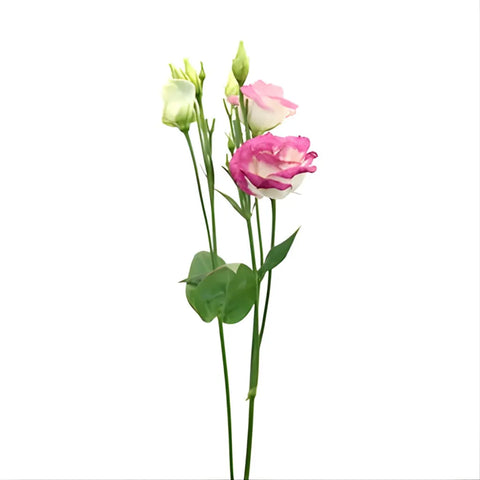 Pink Tipped Lisianthus Bulk Flowers