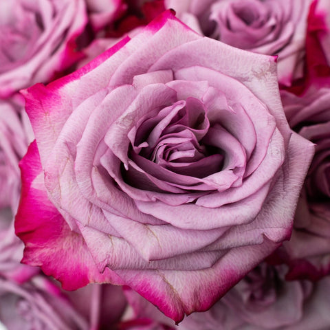 Pink Tipped Mauve Rose TYPE Flower Up Close