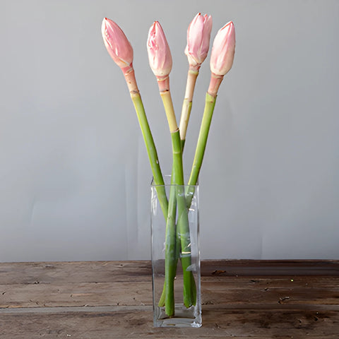 Bright Pink Torch Tropical Ginger Flower