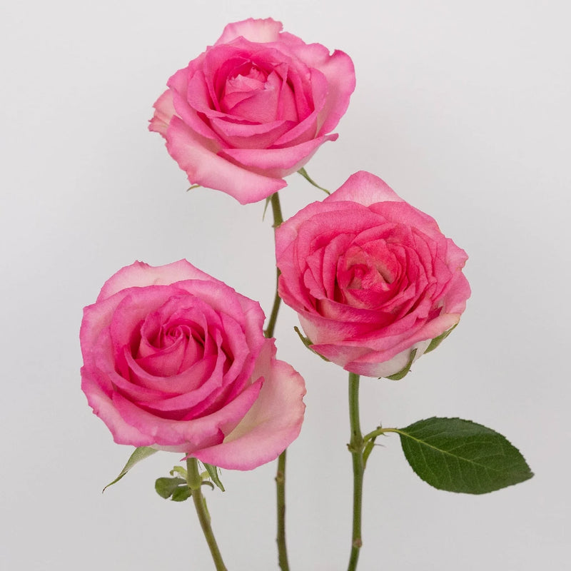 Pink Valentines Day Rose Special Stem - Image