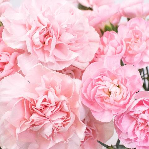 Pink Flower Kit Up Close