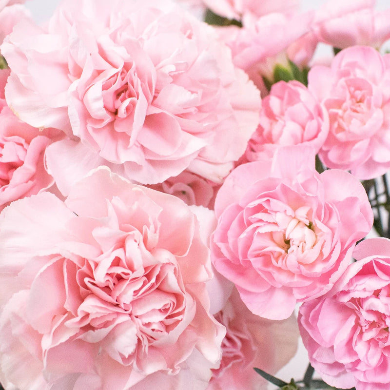 Pink Flower Kit Up Close