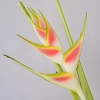 Mai Tai Heliconia Flower