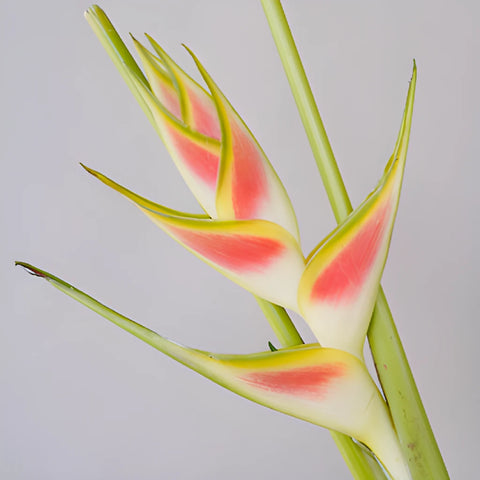 Mai Tai Heliconia Flower