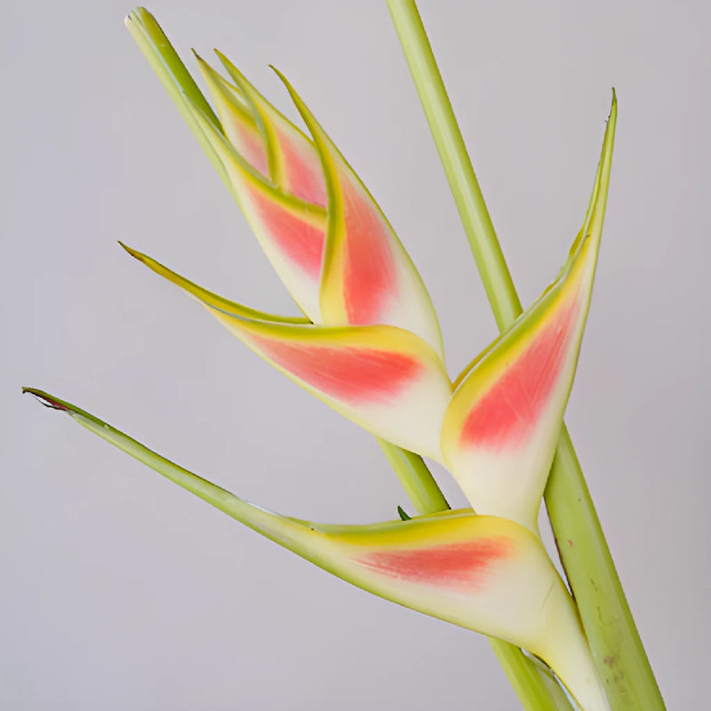 Mai Tai Heliconia Flower