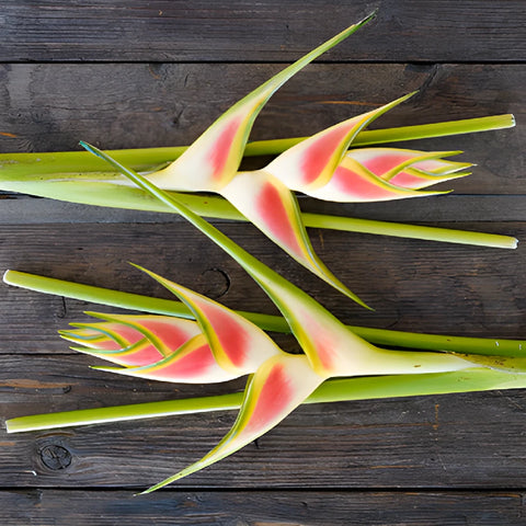 Mai Tai Heliconia Flower