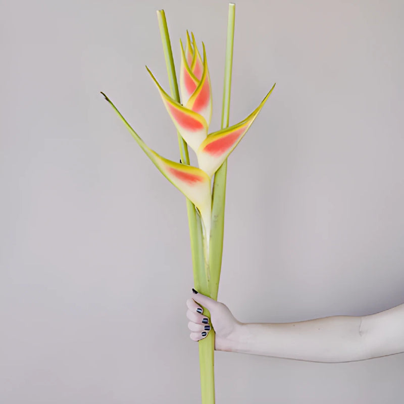 Mai Tai Heliconia Flower
