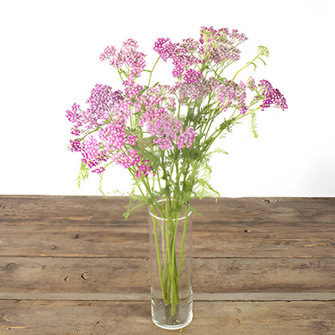 Pink Cottage Yarrow Flowers