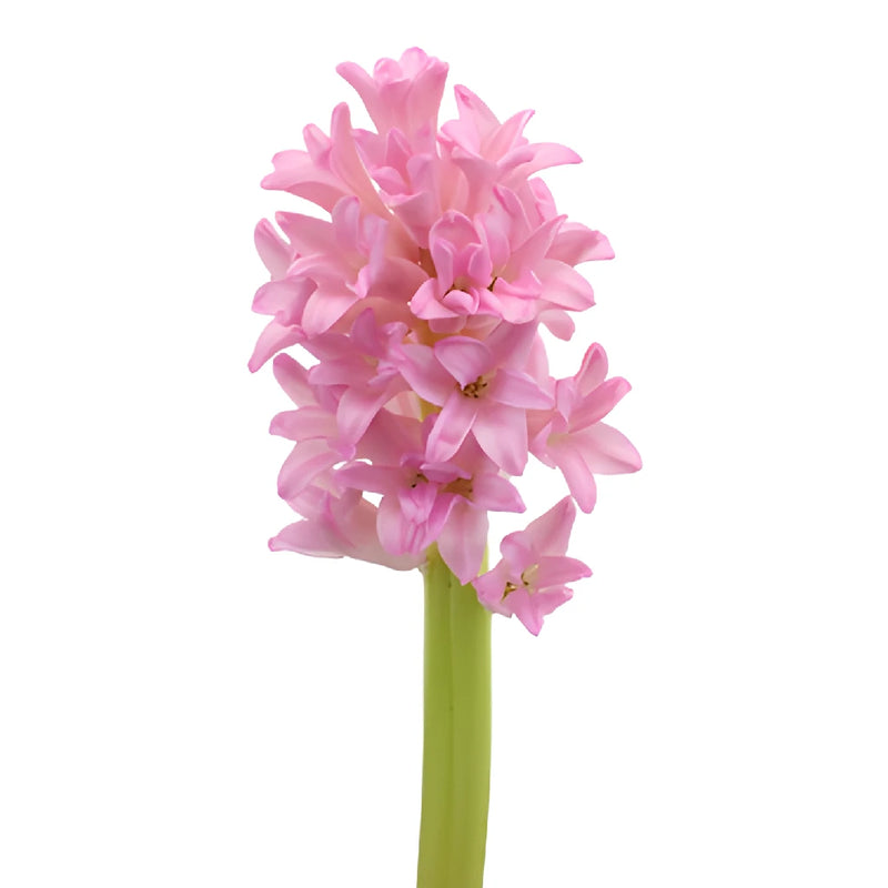 Pink Hyacinth Flowers