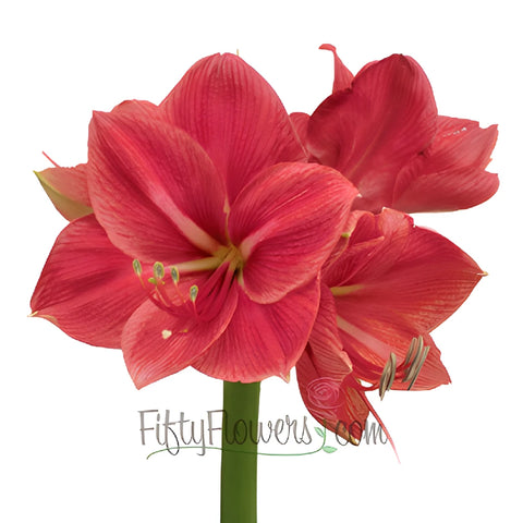 Hot Pink Amaryllis Flowers