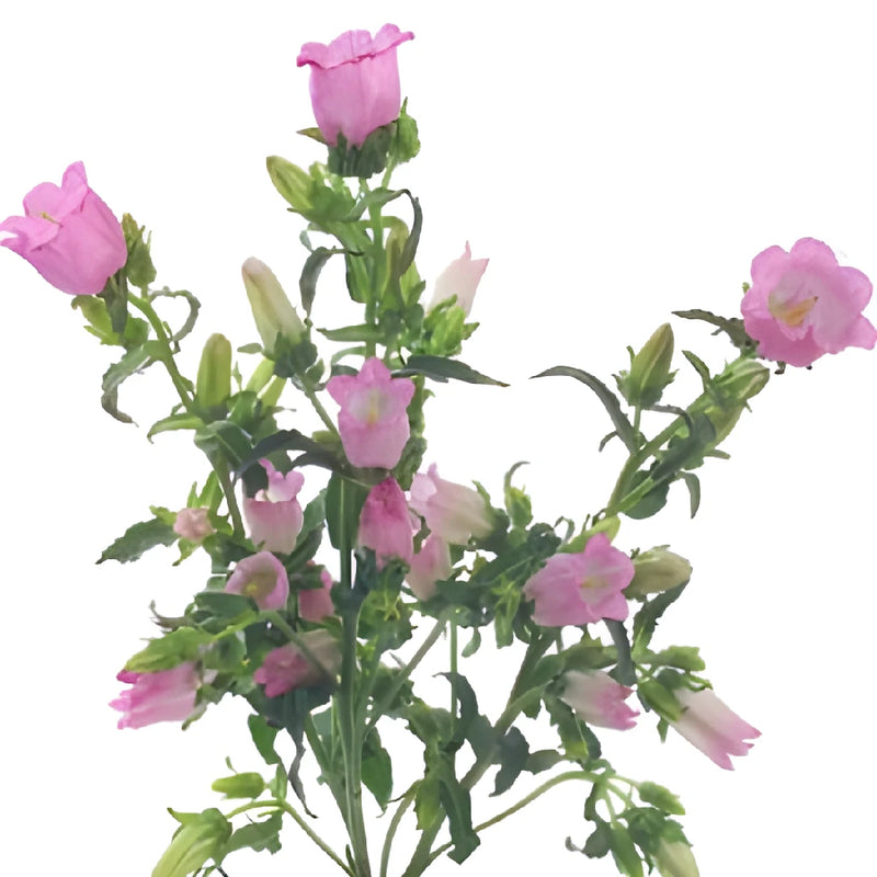 Pink Campanula Bellflowers
