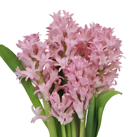 Light Pink Hyacinth Flowers