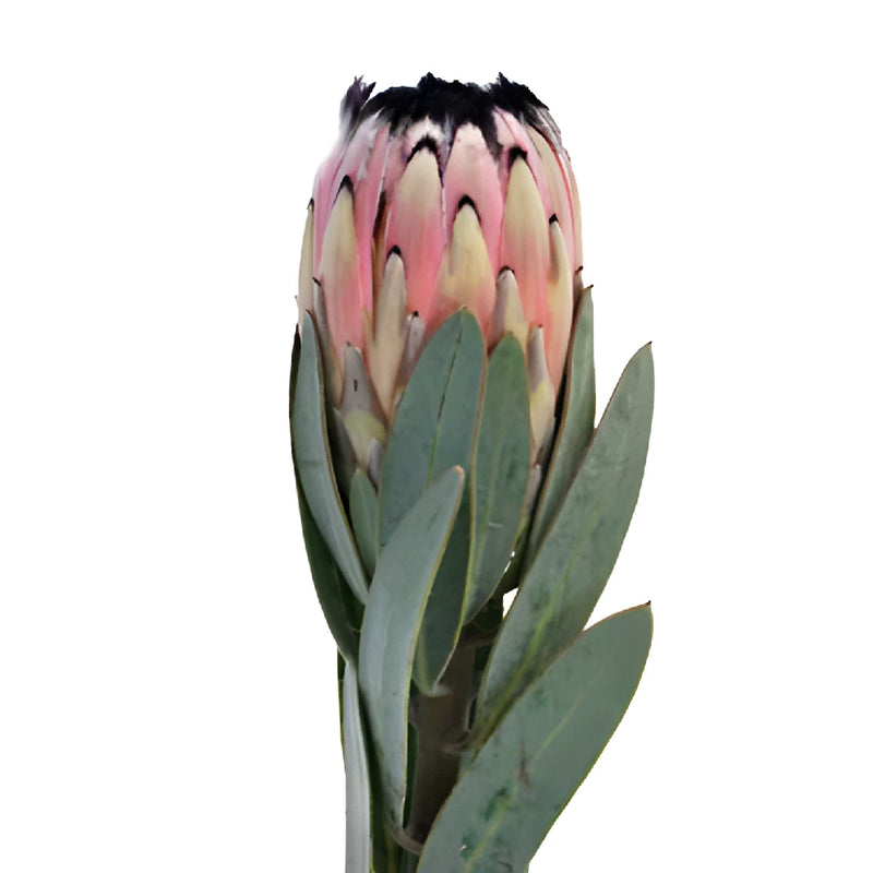 Pink Mini Protea Stem Side View