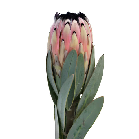 Pink Mini Protea Stem Side View